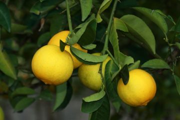 osmaniye tatlı limon