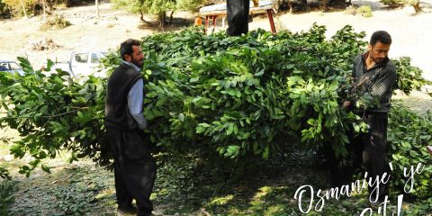 osmaniye defne yaprağı